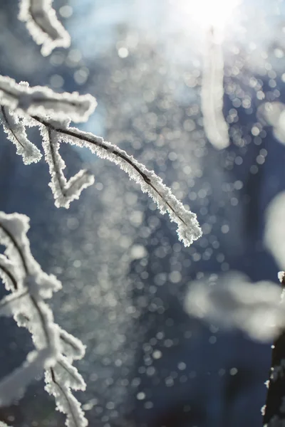 Abstracte weergave van wintersneeuw op boomtakken — Stockfoto