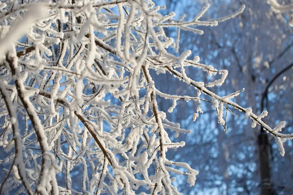 Abstracte weergave van wintersneeuw op boomtakken — Stockfoto