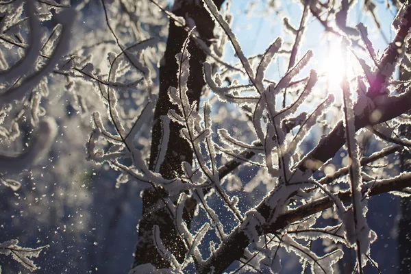 Abstracte weergave van wintersneeuw op boomtakken — Stockfoto