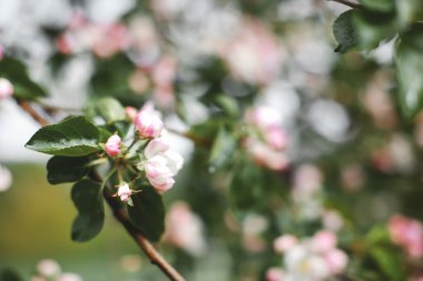 Arka plan bulanık. Bahçede çiçek açan elma ağacı