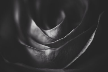 Soyut siyah ve beyaz arka plan. Gül makro