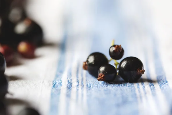 Schwarze Johannisbeere in Nahaufnahme. — Stockfoto