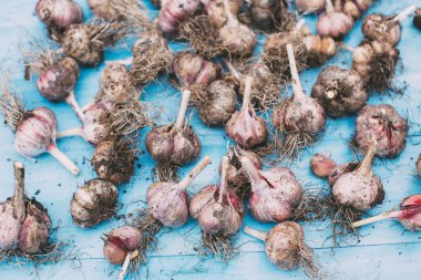 Sarımsak doğal ahşap mavi zemin üzerine. 
