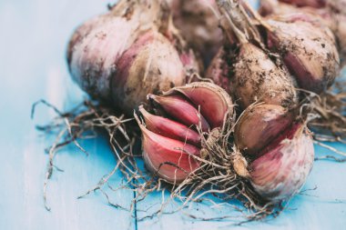 Sarımsak doğal ahşap mavi arka plan yakın çekim. 
