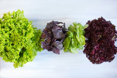 Yeşil salata, otlar.