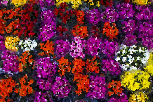 Colorful Flowers Blur Effect Backgrounds Original One Portfolio — стоковое фото