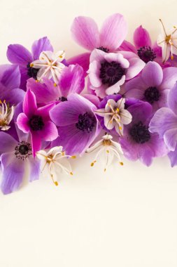 Taze, renkli kozmos çiçekleri, beyaz yüzeyde fotokopi alanı ile tasarlandı. Kavramsal görüntü.