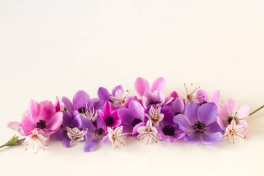 Taze, renkli kozmos çiçekleri, beyaz yüzeyde fotokopi alanı ile tasarlandı. Kavramsal görüntü.