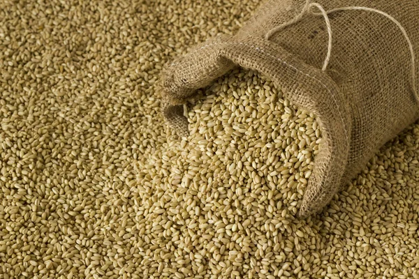 小麦は袋から出て 小麦の背景に 閉じます — ストック写真