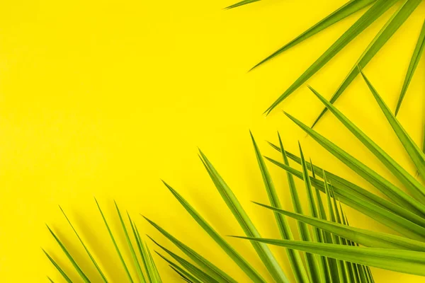 Tropiske Grønne Palmeblader Gul Bakgrunn Med Kopiavstand Konseptuelt Bilde Sommer – stockfoto