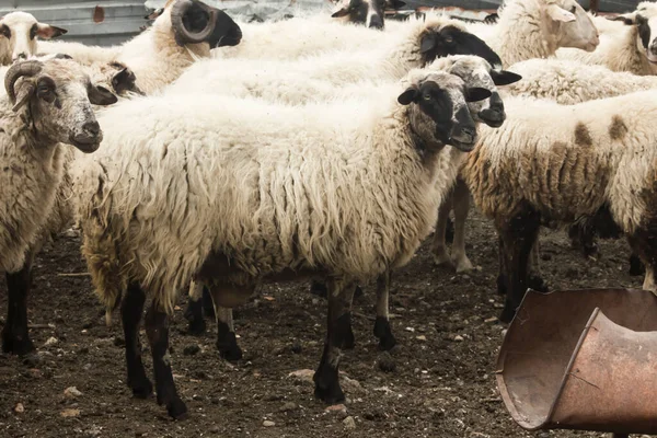 Dorosły Baran Krajowy Owce Czekają Nabywcę Ogrodzeniu Święto Poświęcenia Kultury — Zdjęcie stockowe