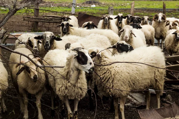 Dorosły Baran Krajowy Owce Czekają Nabywcę Ogrodzeniu Święto Poświęcenia Kultury — Zdjęcie stockowe