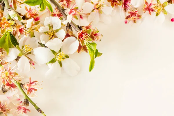 Kauniita Kukkia Kevään Hedelmiä Suunniteltu Nurkassa Valkoinen Tausta Suuri Kopio — kuvapankkivalokuva