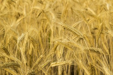 Doğal, buğday tarlası hasat için hazır, yakın plan çekilmiş.