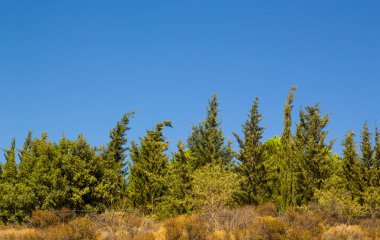 Mavi gökyüzünde büyük bir kopya alanı olan yeşil çam ağaçları.