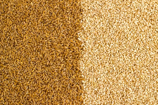 Два Вида Пшеничного Фона Линия Нарисованная Посередине Плоская Планировка — стоковое фото