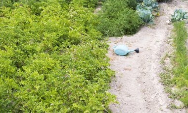 sürahi bir bahçe üzerinde