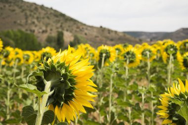 Ayçiçeği bahçesinde İspanya
