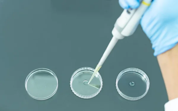 Investigador Pipeteo líquido en un plato de Petri — Foto de Stock