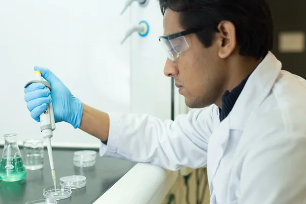 Çalışan araştırmacı bir pipet ve Petri yemekler