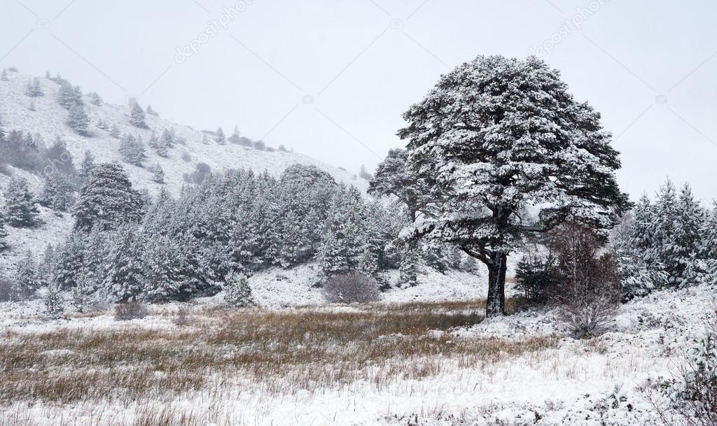 Snow covered Scots Pine trees