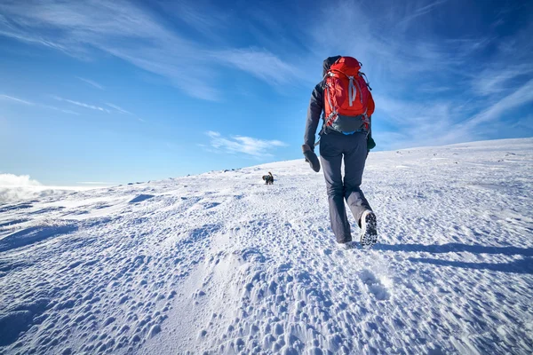 Female hiker with her dog — Stock Photo, Image