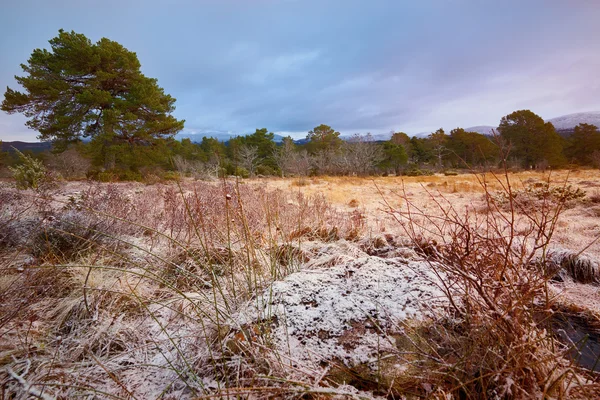 Forêt de Rothiemurchus dans les Highlands écossais — Photo