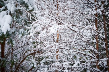 Karla Kaplanmış Ağaçlar