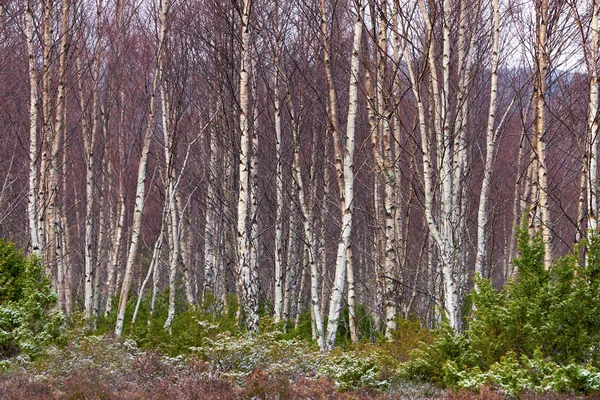 Kale zilveren berkenbomen — Stockfoto