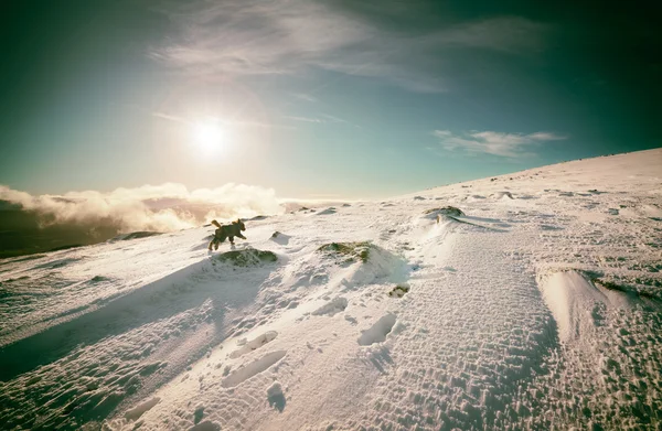 Un chien courant dans la neige — Photo