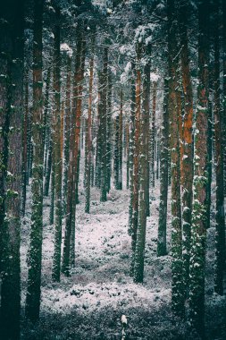 Karla Kaplanmış Ağaçlar