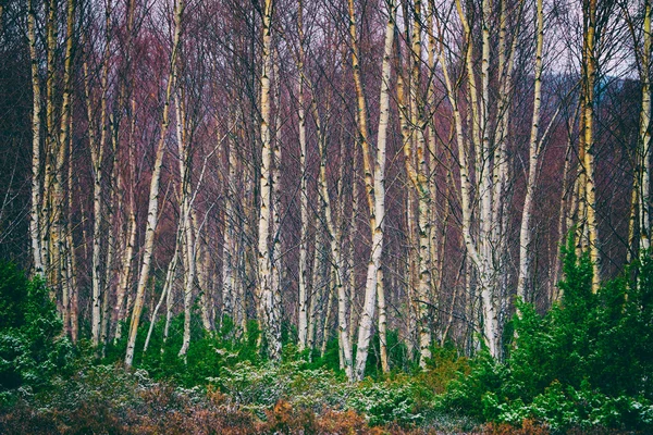 Çıplak gümüş huş ağaçları — Stok fotoğraf