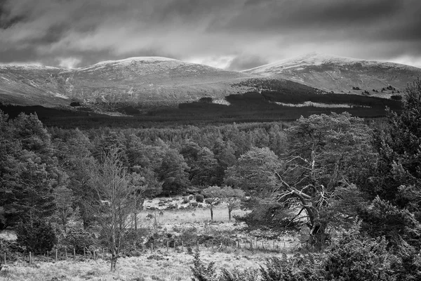 Rothiemurchus lasu w szkockich Highlands — Zdjęcie stockowe