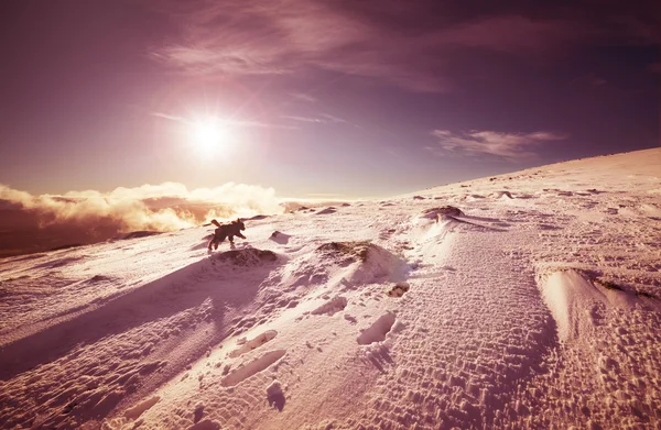 Un perro corriendo en la nieve — Foto de Stock