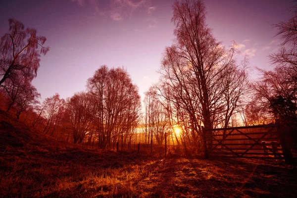 Soluppgång i skogen på Lynwilg — Stockfoto