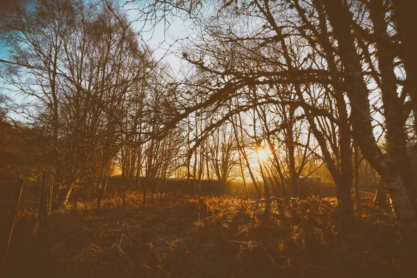 Схід сонця в лісі на Lynwilg — стокове фото