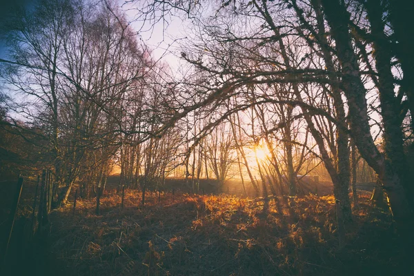 Схід сонця в лісі на Lynwilg — стокове фото