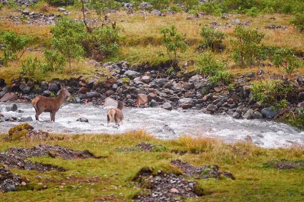 Red deer crossing the river — Stock Photo, Image