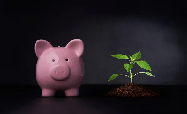 Savings Growth Concept — Stock Photo, Image