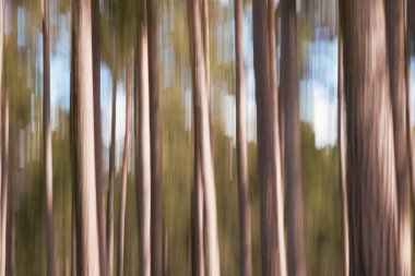 Hareket bulanıklığı bir çam ormanı