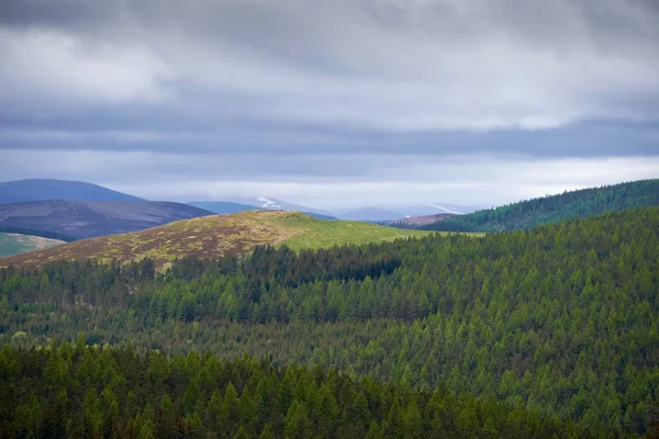 Vista panorámica del bosque de pinos — Foto de Stock