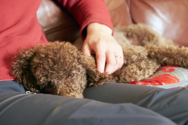 Perro acostado en propietarios regazo — Foto de Stock