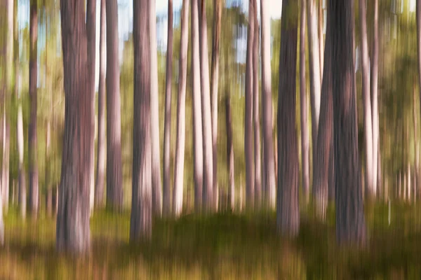 Розмивання рухів соснового лісу — стокове фото