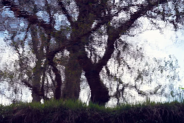 Reflexões de árvores na água — Fotografia de Stock