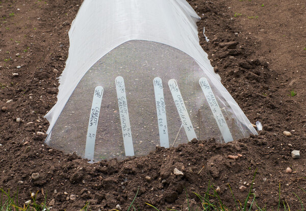 Growing carrots under enviromesh