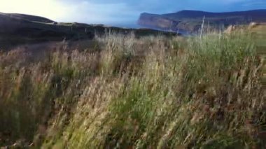 Uzun otların rüzgarda