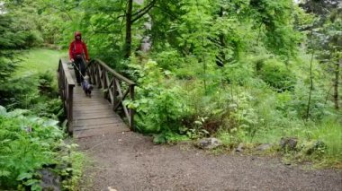 Hiker and dog walking through wet woodland