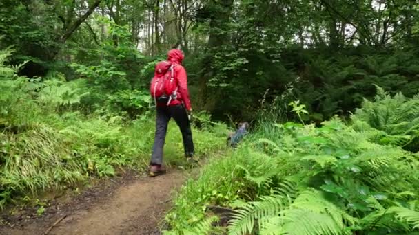 Hiker and dog walking through wet woodland — стоковое видео