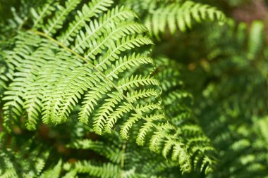 Yeşil eğrelti otu yaprakları