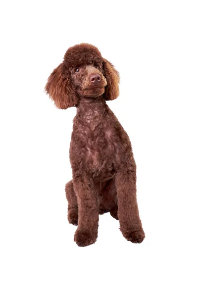 Miniature Poodle Puppy — Stock Photo, Image